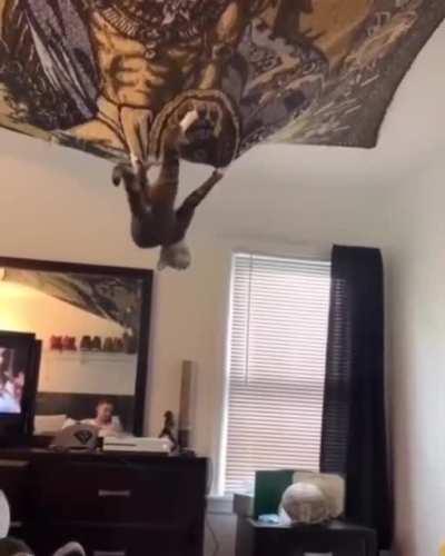 Working hard to earn his treats