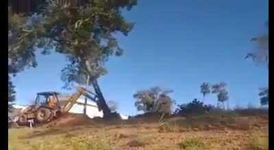 Pushing a tree with an excavator