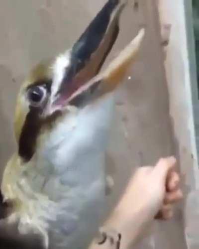 Ремикс на кукабару вы ещё не слышали