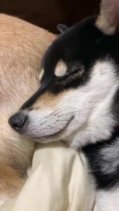 Doge gets caught faking sleep