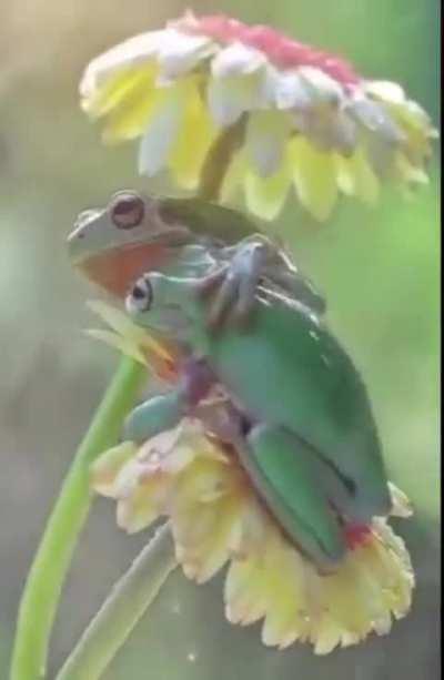 happy valentines day