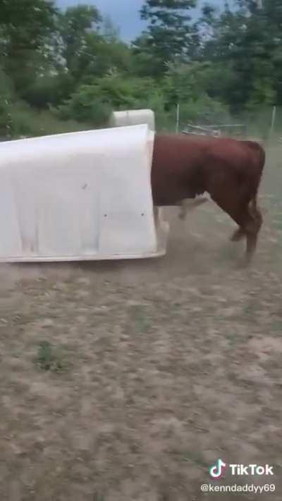 They got a new bull on their farm