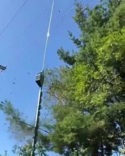 Don't dare to come in front of it