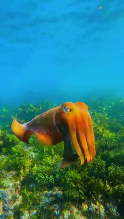 Australian giant cuttlefish Via @terencetong_ on ig