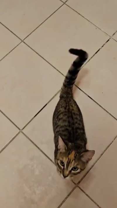 It's that time again...time for Indy's evening tricks!