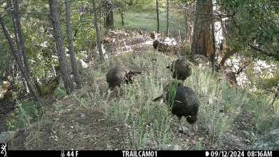Browning Strike Force Pro X on our ranch in Beulah, CO. 