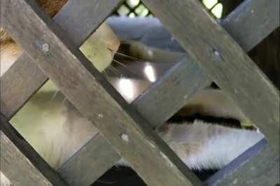 Prava slovenska mačka ima svoj kozolec