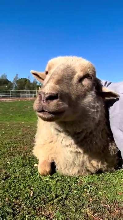 Sampson wants everyone to know that there is no such thing as too many snuggles! And if snuggles stop, Sampson will remind you that there is no such thing as too many snuggles. @ The Open Barn Sanctuary