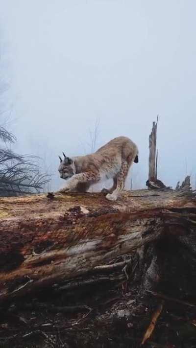 🔥 Meeting a Lynx in the Harz Mountains