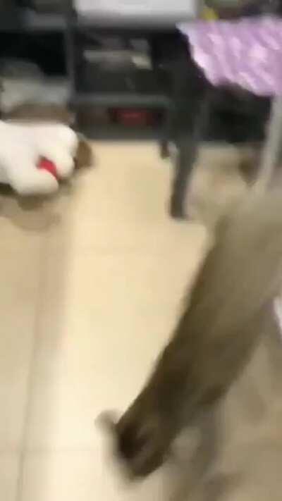 Guess she's not into soft toys....