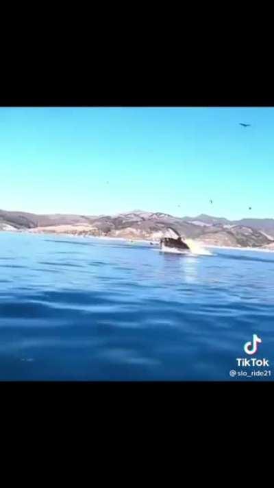Whale eats a kayaker