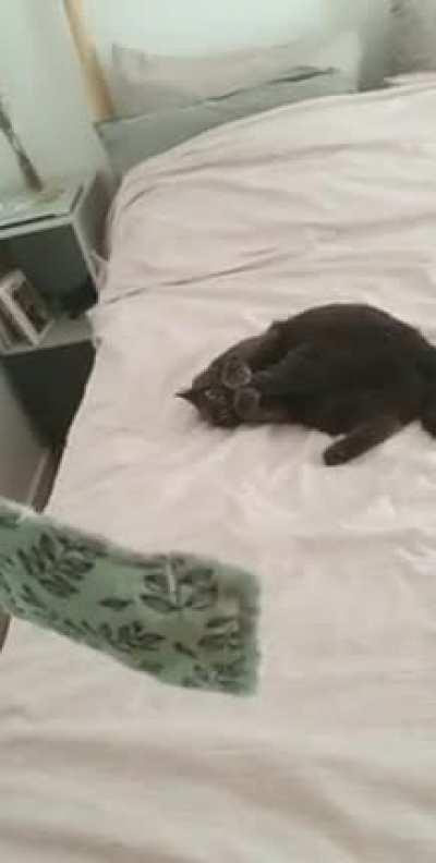 er catnip packet is almost completely soaked with drool. She's still high.