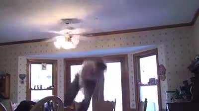 Trying to grab a tomato through a spinning ceiling fan