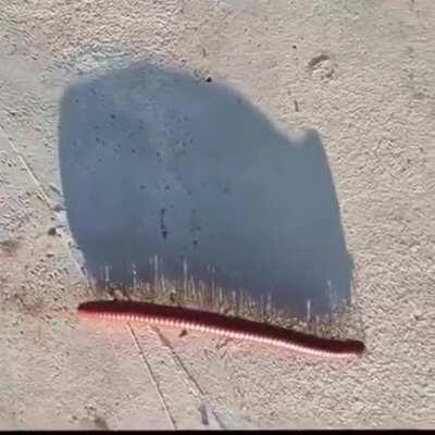 Just a centipede vibin'