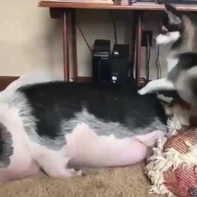 Waking up your friend for playtime