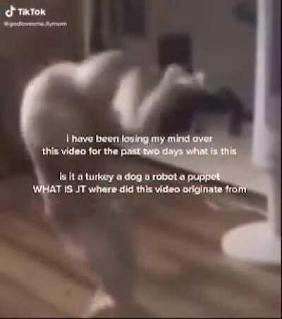 WHAT THE FUCK IS THIS