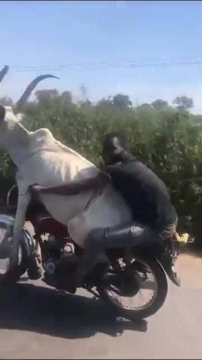 Meanwhile, Somewhere In Africa