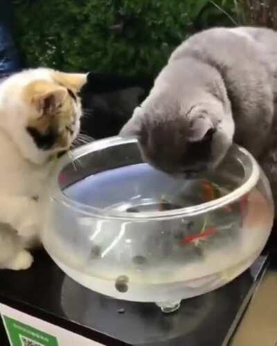 Did I stutter????????.........