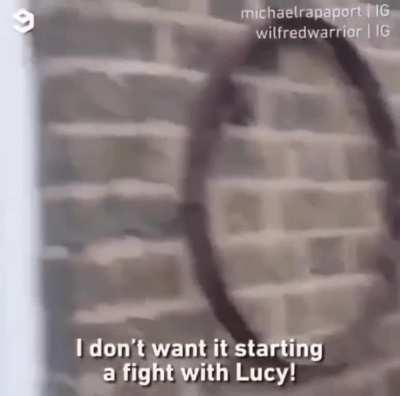 &ldquo;Ma there&rsquo;s a stray cat outside, it looks like grandma&rdquo;