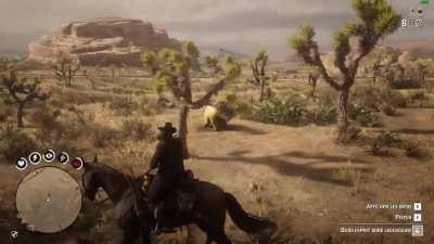 I just found a golden grizzly in the middle of the desert...