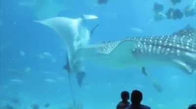 Excuse me ...... coming thru !!!!