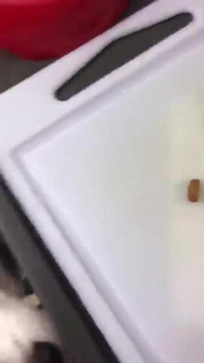 Хитрая жопка