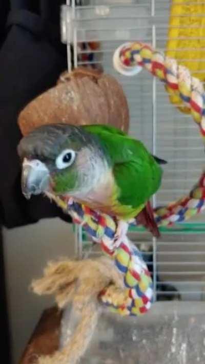 Oh yeah? You think you're a cool enough birb for the sunflower power hour? Lets see your moves