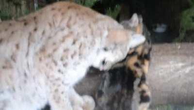Cat broke into Lynx's cage and now they are best buds.