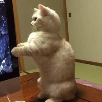 Adorable cat startled by CD ejection