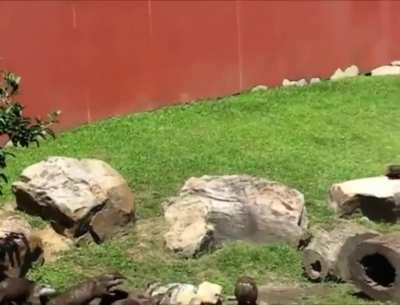 A group of otters chasing a butterfly.