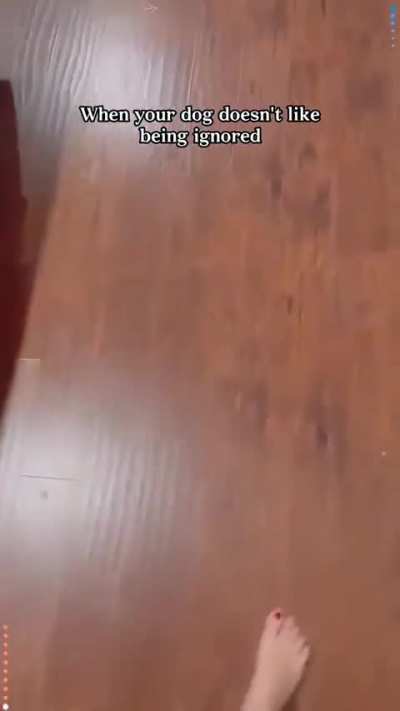 When your dog doesn’t like being ignored 😂🤣