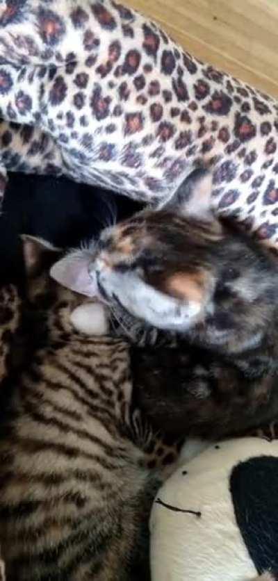 Nora's siblings have the cleanest ears in the world.