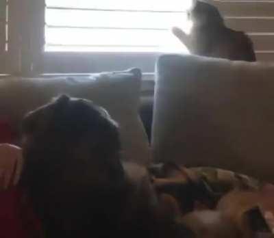 When your cat has zero respect