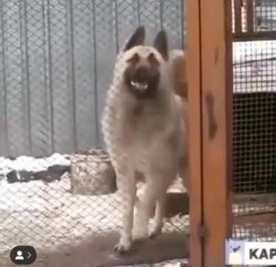 When your doggo dance better than you