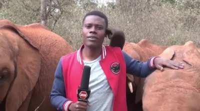 Mischievous Baby Elephant Interrupts Reporter