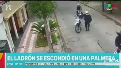 Hiding in a palm tree