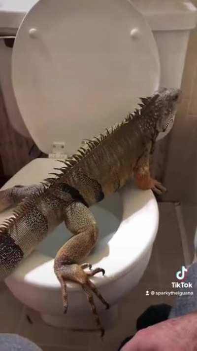 This lizard using the toilet like a grown ass man…