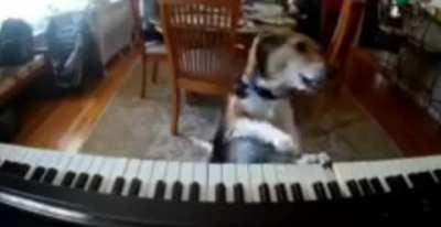 Dog found singing and playing the piano while owners aren't there