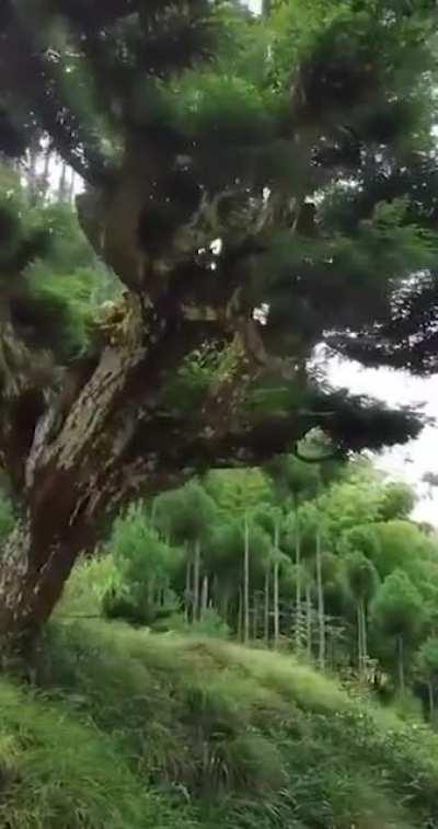 В XIV веке в Японии зародилась удивительная техника дайсуги, в которой новые кедры просто выращивают в старых, особым образом подрезая «старичкам» ветви