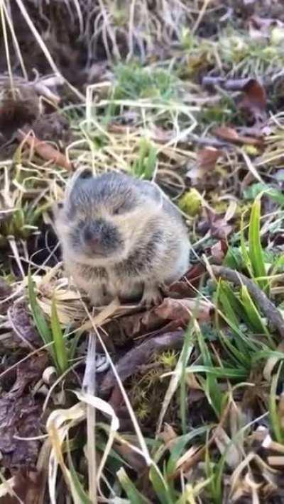 Cuteness overload 🔊