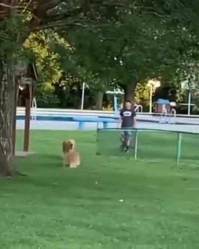 Dog meets his brother.