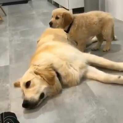 Vader found his new favorite pillow