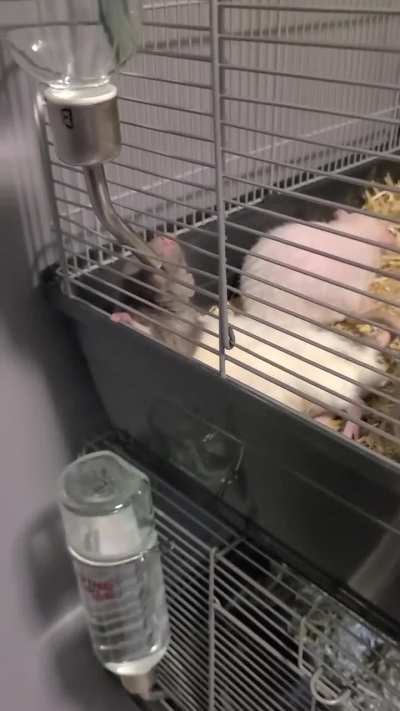 You're so lazy Pierre