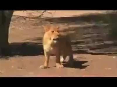 Welcome to the Wild Side!