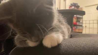 Babies are squeaking