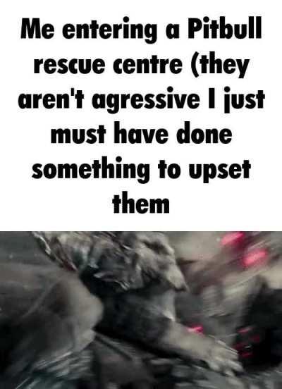 Its the owners fault not the pitbulls