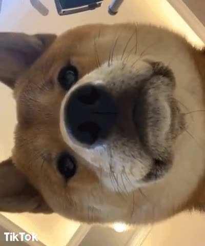 Me checking to see if doge is @$1 😂
