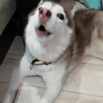Normal husky