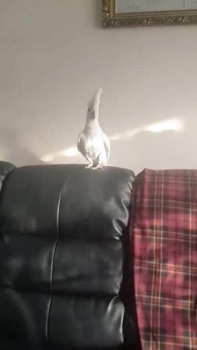 Birb