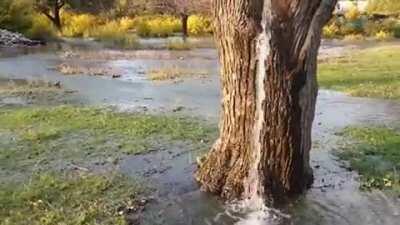 For the last two decades, during the spring floods, the water has been running out of this old mulberry tree in a village of Dinoša, Montenegro. It's likely due to high groundwater pressure coupled with a hollow section in the tree.